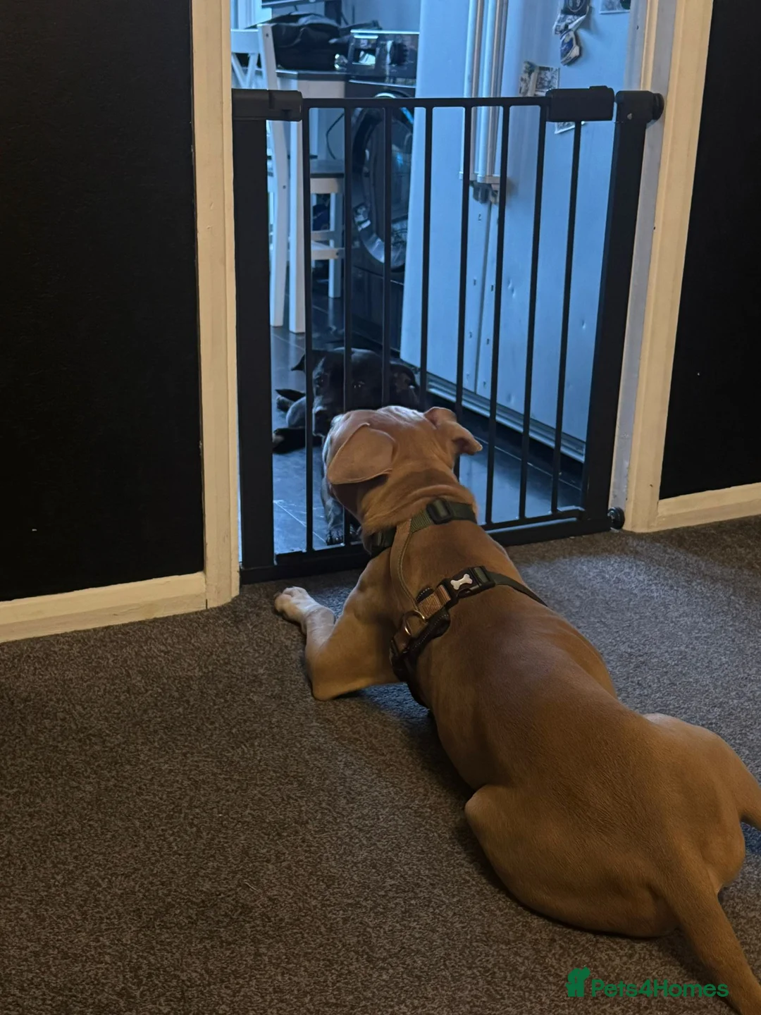 Mixed Breed dogs for adoption: Gorgeous staffie cross available for adoption  in South Ockendon - Advert 2