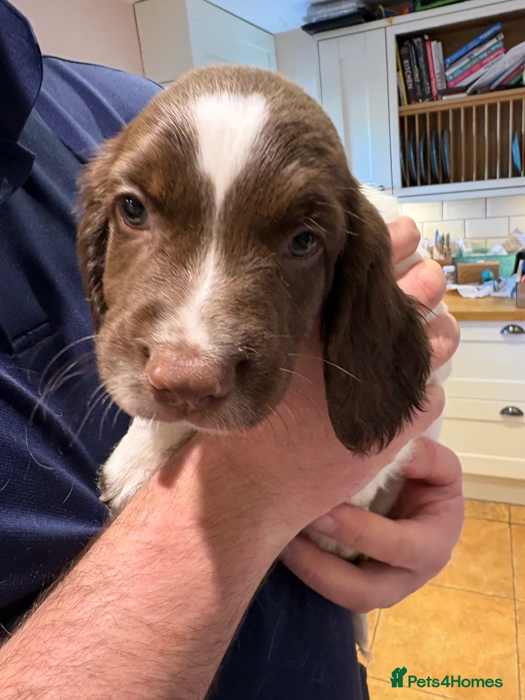 English Springer Spaniel dogs for sale: One boy left from a litter of ten.  - Advert 2
