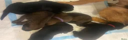 Belgian Shepherd Dog dogs for sale: Belgium malinios x Dutch hurder  in Coventry - Advert 5