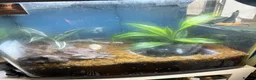 Crabs invertebrates for sale: Vampire Crabs x 5 plus setup - Advert 4