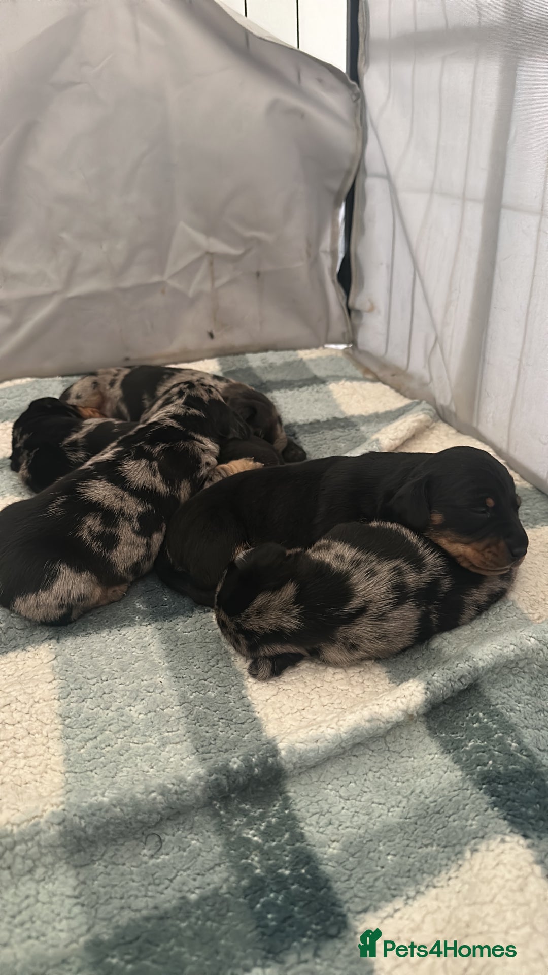 Dachshund dogs for sale: Chunky Standard Homebred Dachshunds - Image 1