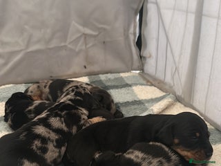 Dachshund dogs - Advert 10