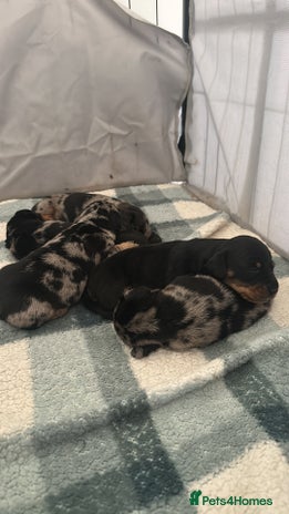 Dachshund dogs - Advert 5