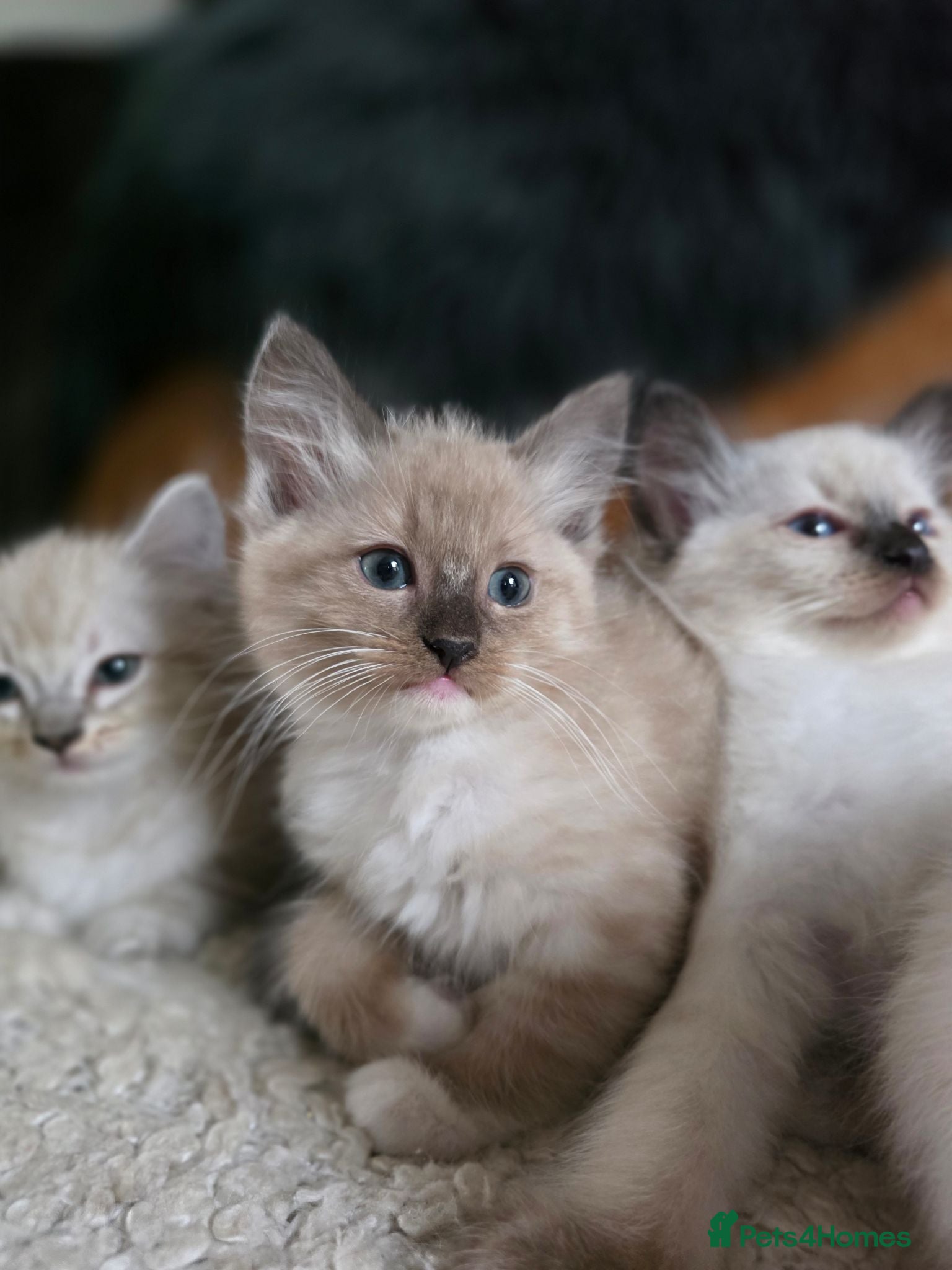 Ragdoll cats Beautifull Ragdoll Kittens - Ready Now! - Advert 5