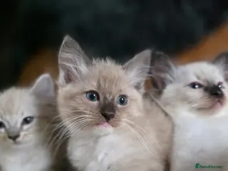 Ragdoll cats Beautifull Ragdoll Kittens - Ready Now! - Advert 5