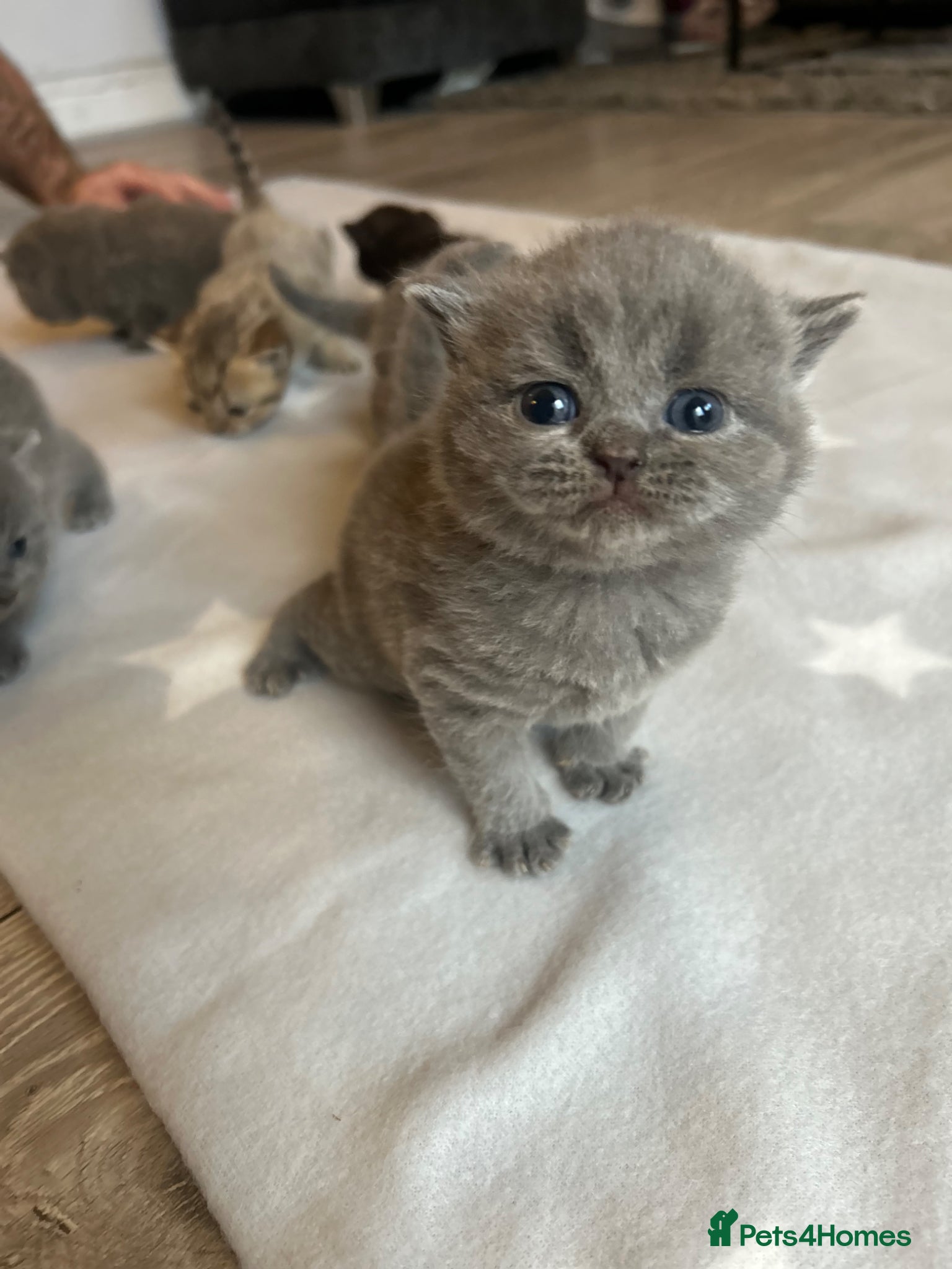British Shorthair Kitten 2