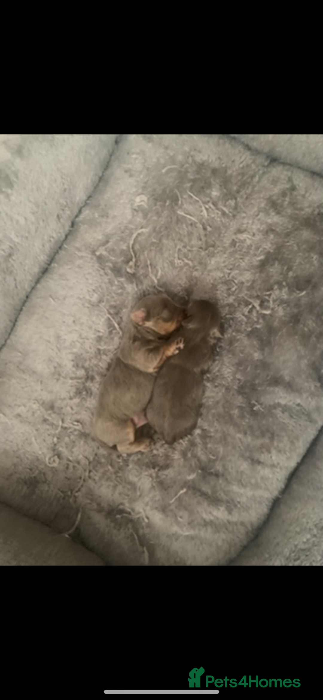 Chorkie dogs for sale: One male puppy left - Advert 4