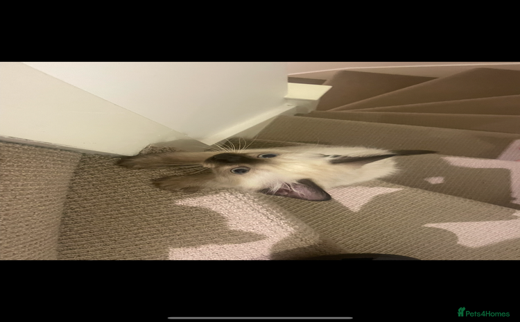 Balinese cats - Advert 1