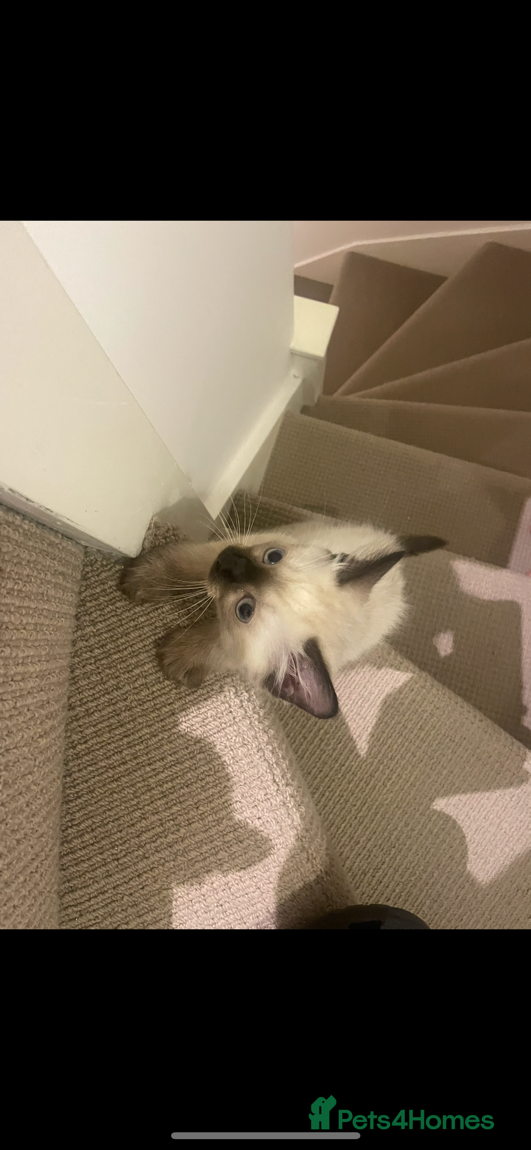 Balinese cats for sale: 🐾🌸 Meet Your Dream Companion 🌸🐾 - Image 1