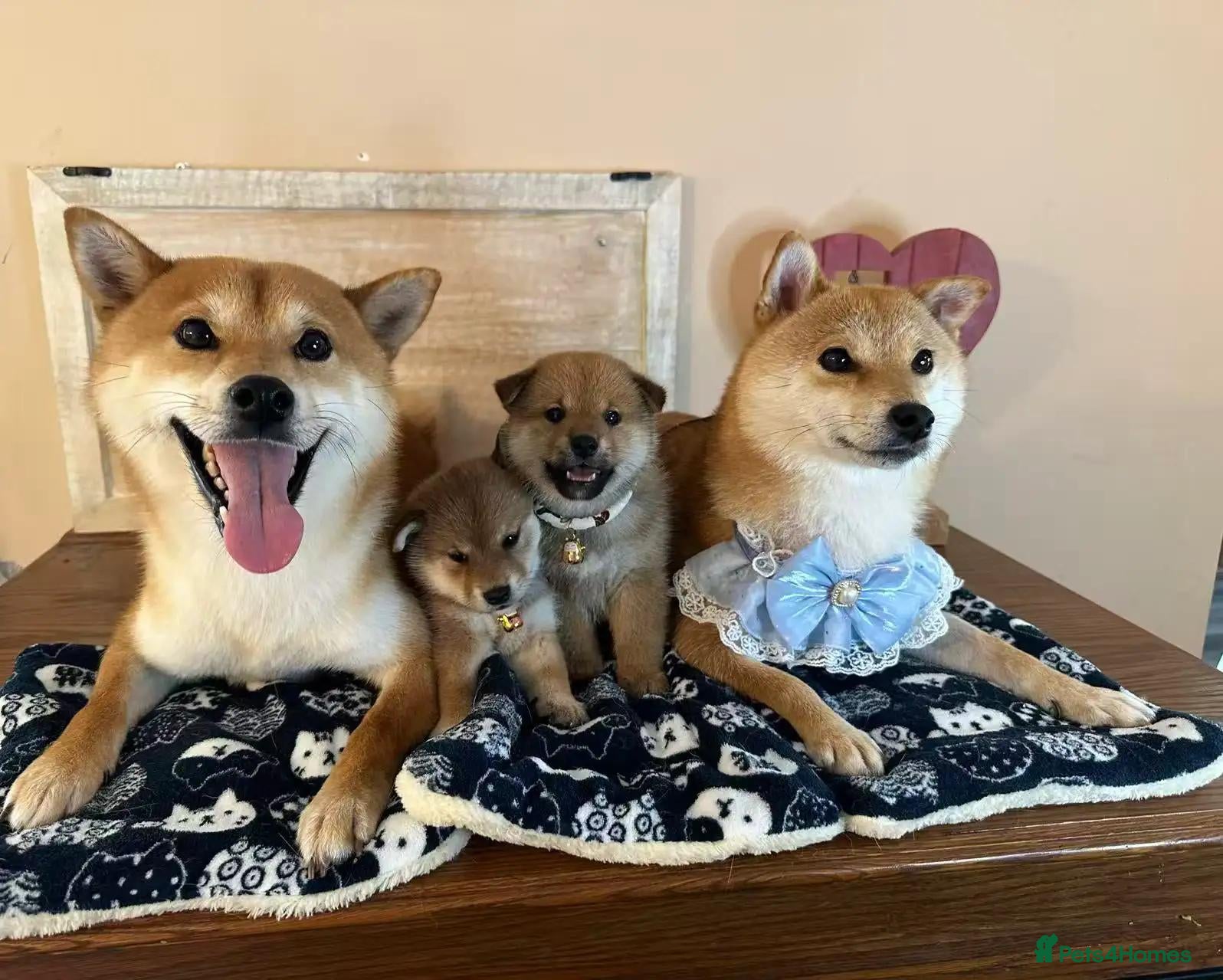 Japanese Shiba Inu dogs Snuggling Japanese Shiba Inu - Advert 20