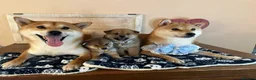 Japanese Shiba Inu dogs for sale: Snuggling Japanese Shiba Inu - Advert 1