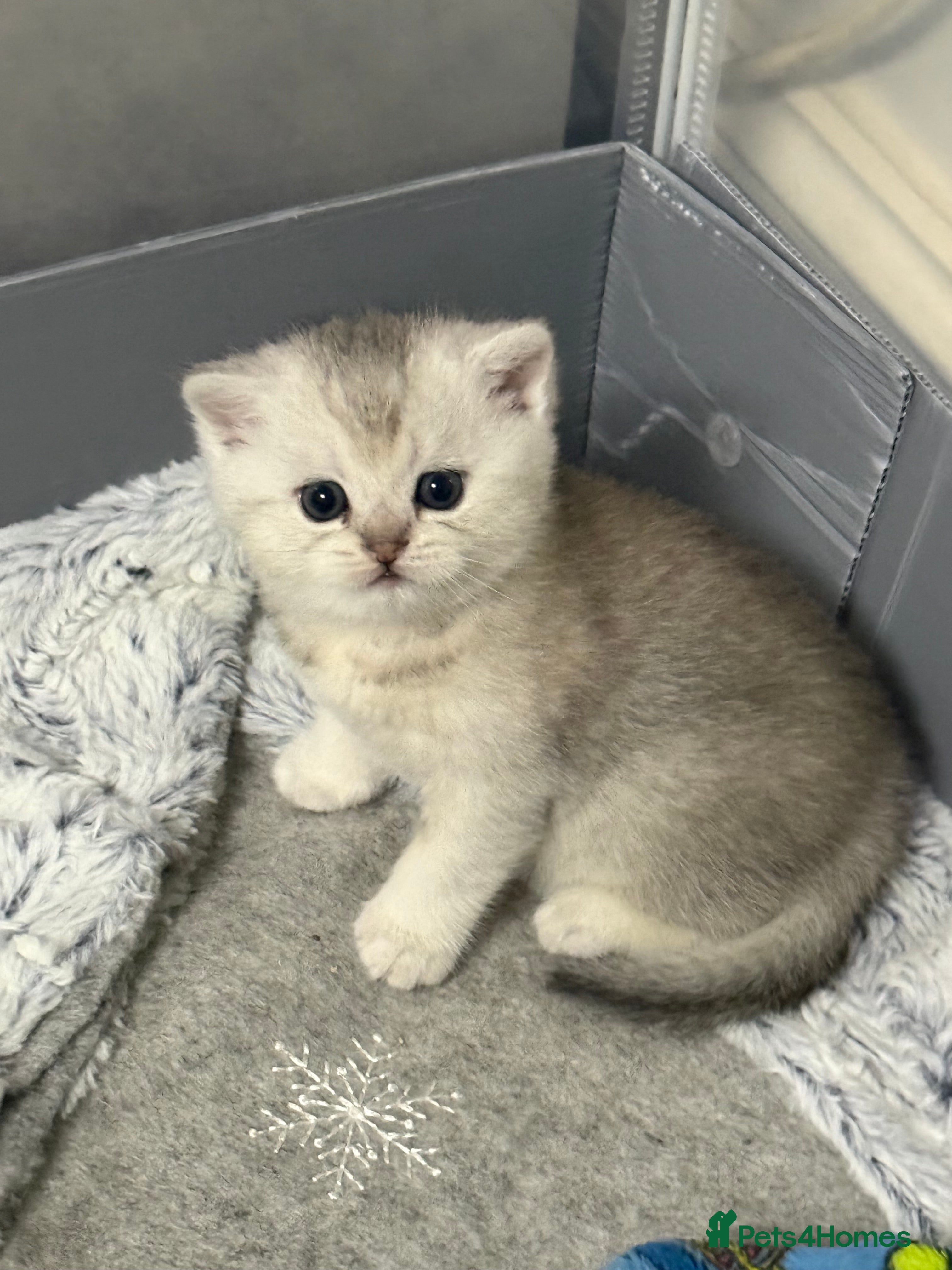 British Shorthair cats British shorthair silver tipped - Advert 16