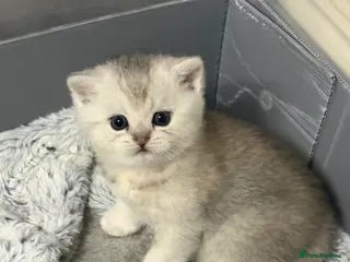 British Shorthair cats British shorthair silver tipped - Advert 14