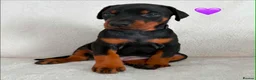 Dobermann dogs for sale: KC REGISTERED - DOBERMAN PUPPIES - Advert 26