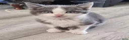 Mixed Breed cats for sale: 5 stunning kittens looking for  there new homes  - Advert 8