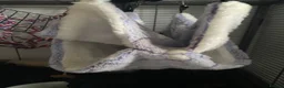 Rat rodents for sale: Cage and accessories  - Advert 3