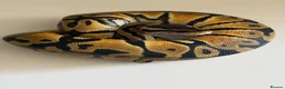 Python Snake reptiles for sale: Hatchling ball pythons  in Nottingham - Advert 2