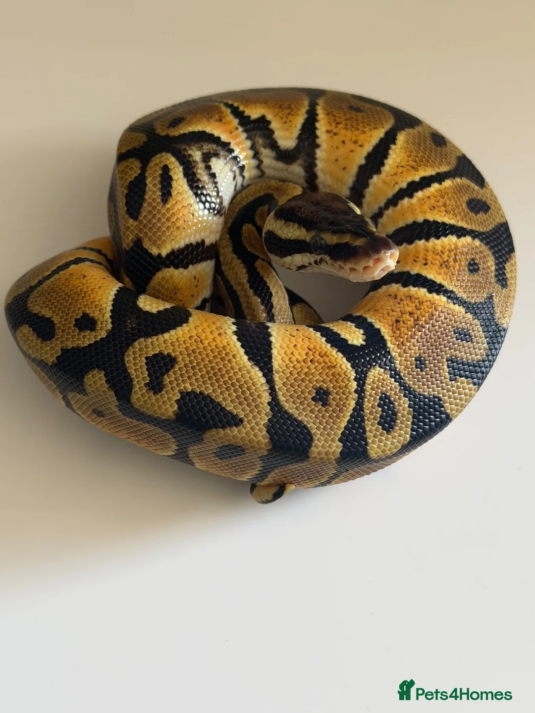 Python Snake reptiles for sale: Hatchling ball pythons  in Nottingham - Advert 2