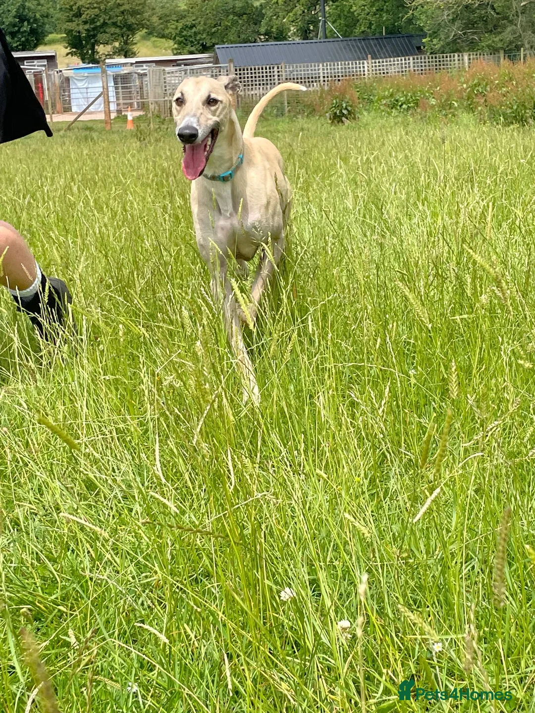 Lurcher dogs for adoption: Lenny - Lurcher for Adoption in Wells - Advert 2