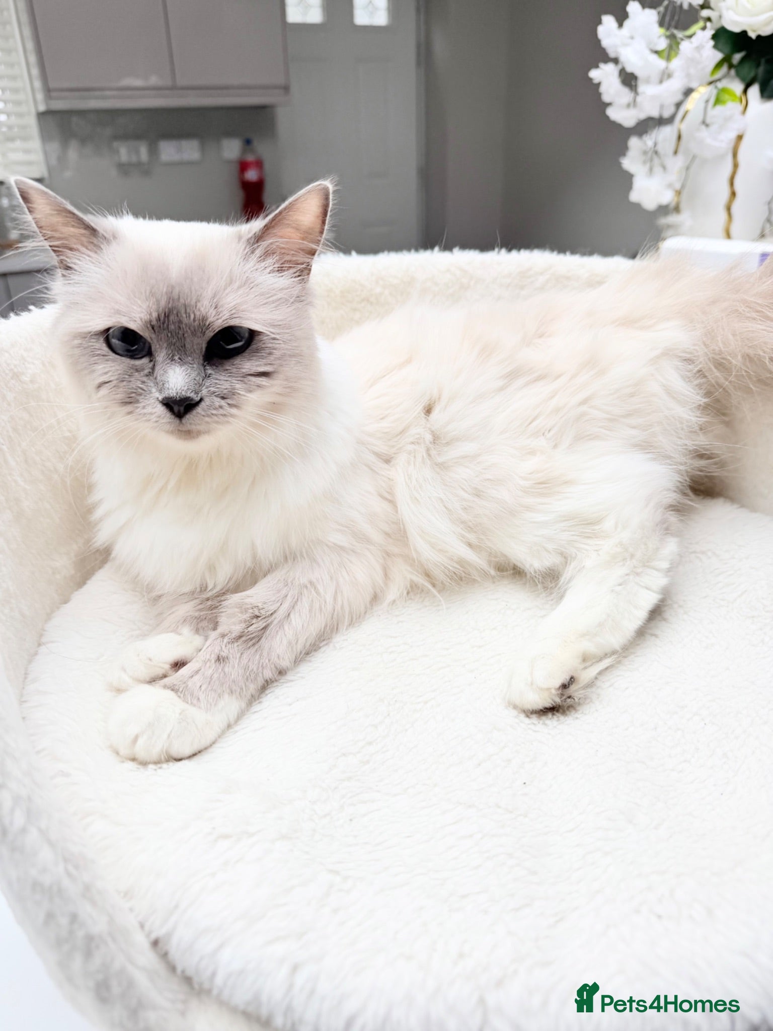Ragdoll cats Fluffy – 22-Month-Old Female Ragdoll - Advert 18