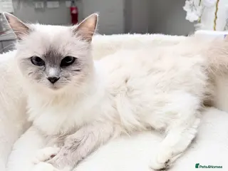 Ragdoll cats Beautiful Blue Point Mitted Ragdoll Girl – Fluffy - Advert 5