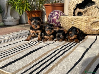 Yorkshire Terrier dogs ✨Lovely KC Yorkie Puppies Ozmillion champion✨ - Advert 13