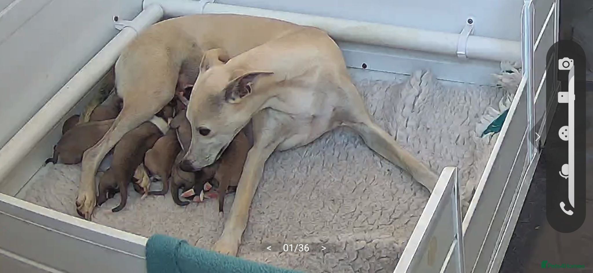 Whippet dogs Quality KC whippet pups from heart tested psrents - Advert 1