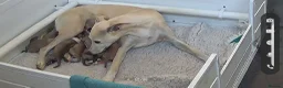 Whippet dogs for sale: Quality KC whippet pups from heart tested psrents in Stoke-on-Trent - Advert 1