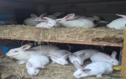 New Zealand rabbits for sale: Beautiful New Zealand Rabbits - Image 2