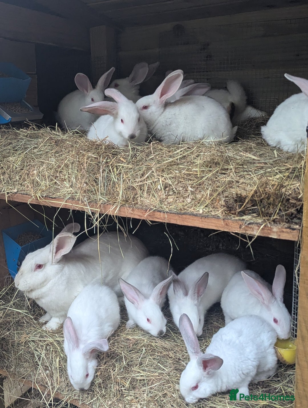 New Zealand rabbits for sale: Beautiful New Zealand Rabbits - Image 2