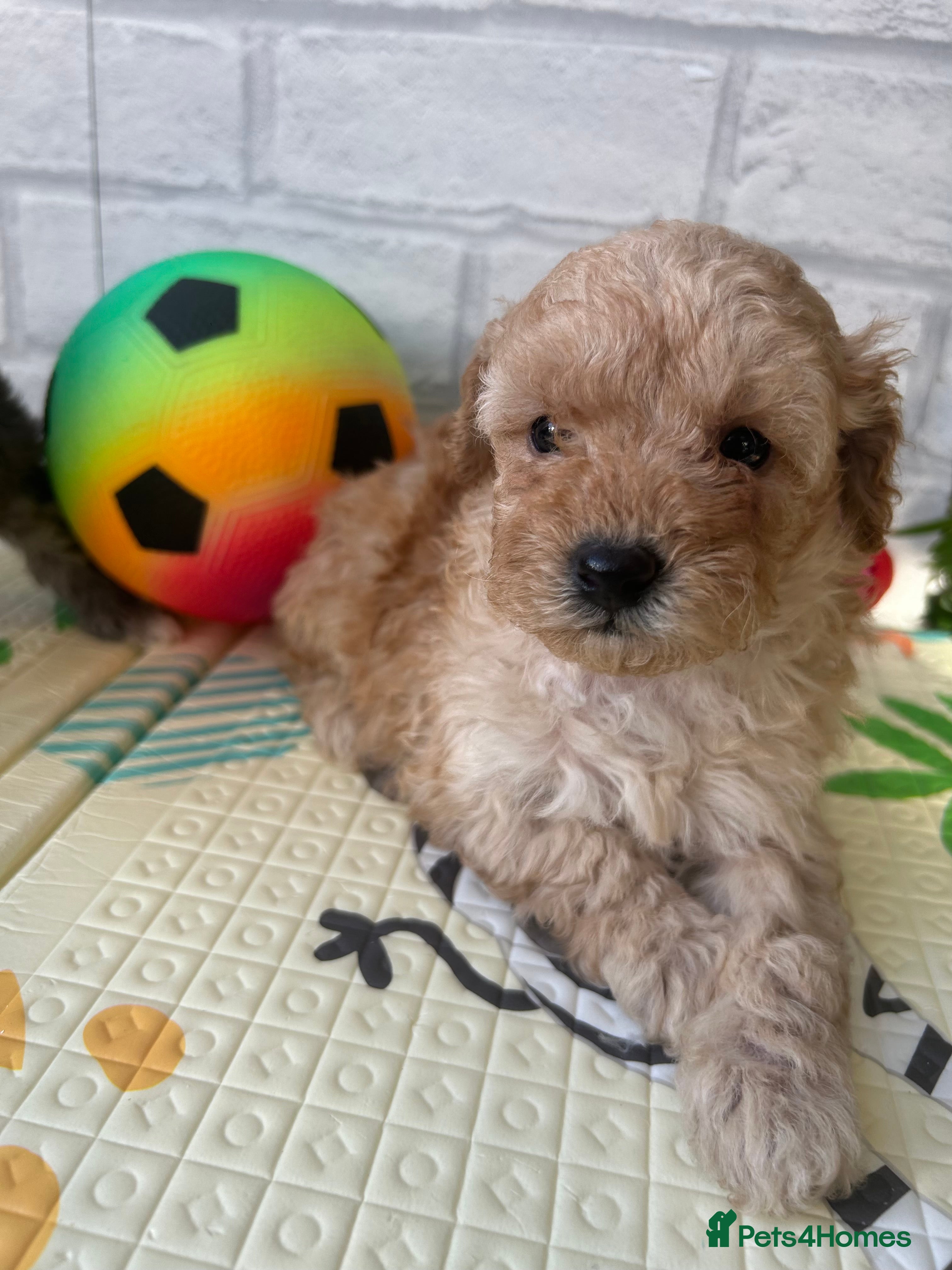 Toy Poodle dogs Adorable Toy Poodle Puppies READY TO GO! - Advert 7