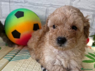 Toy Poodle dogs Adorable Toy Poodle Puppies READY TO GO! - Advert 13