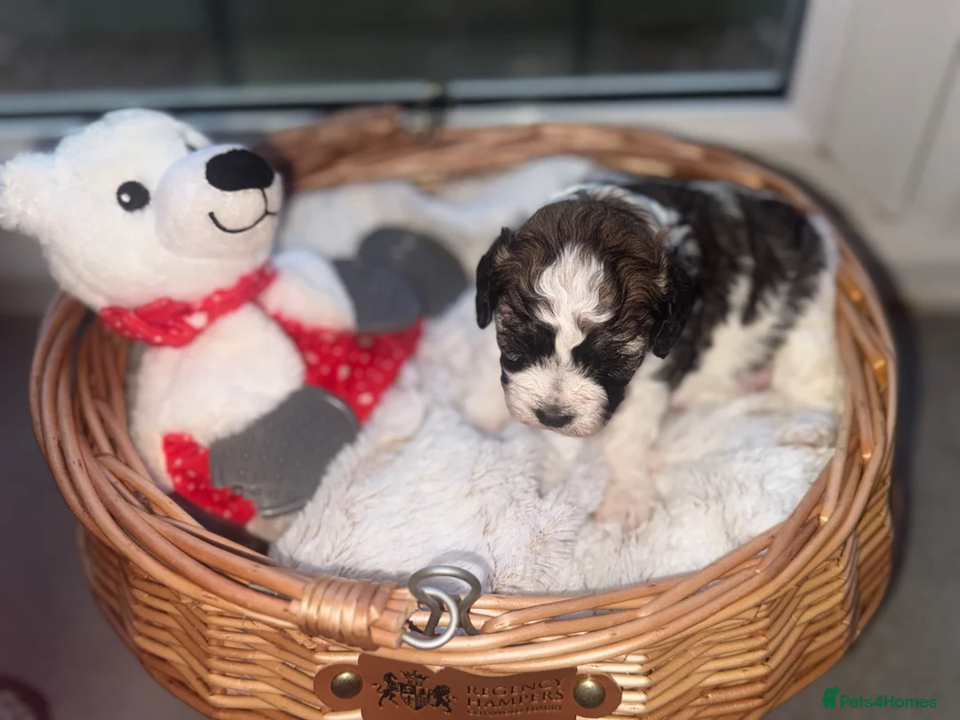 Cavapoo dogs for sale: 1 F1B Cavapoo Boy Puppy for Sale 🐶 - Advert 26