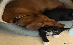 Mixed Breed cats for sale: Kitten for sale (14 weeks old)  - Image 15