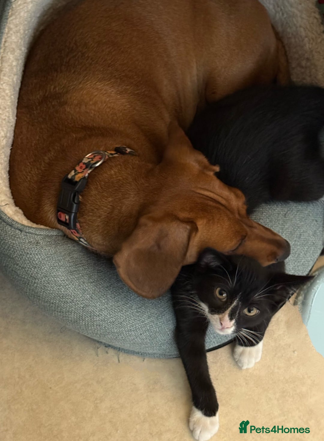 Mixed Breed cats for sale: Kitten for sale (14 weeks old)  - Image 15