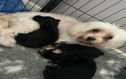 Mixed Breed dogs for sale: Maltipoo X Puppies For Sale 🐶🐾 - Image 16