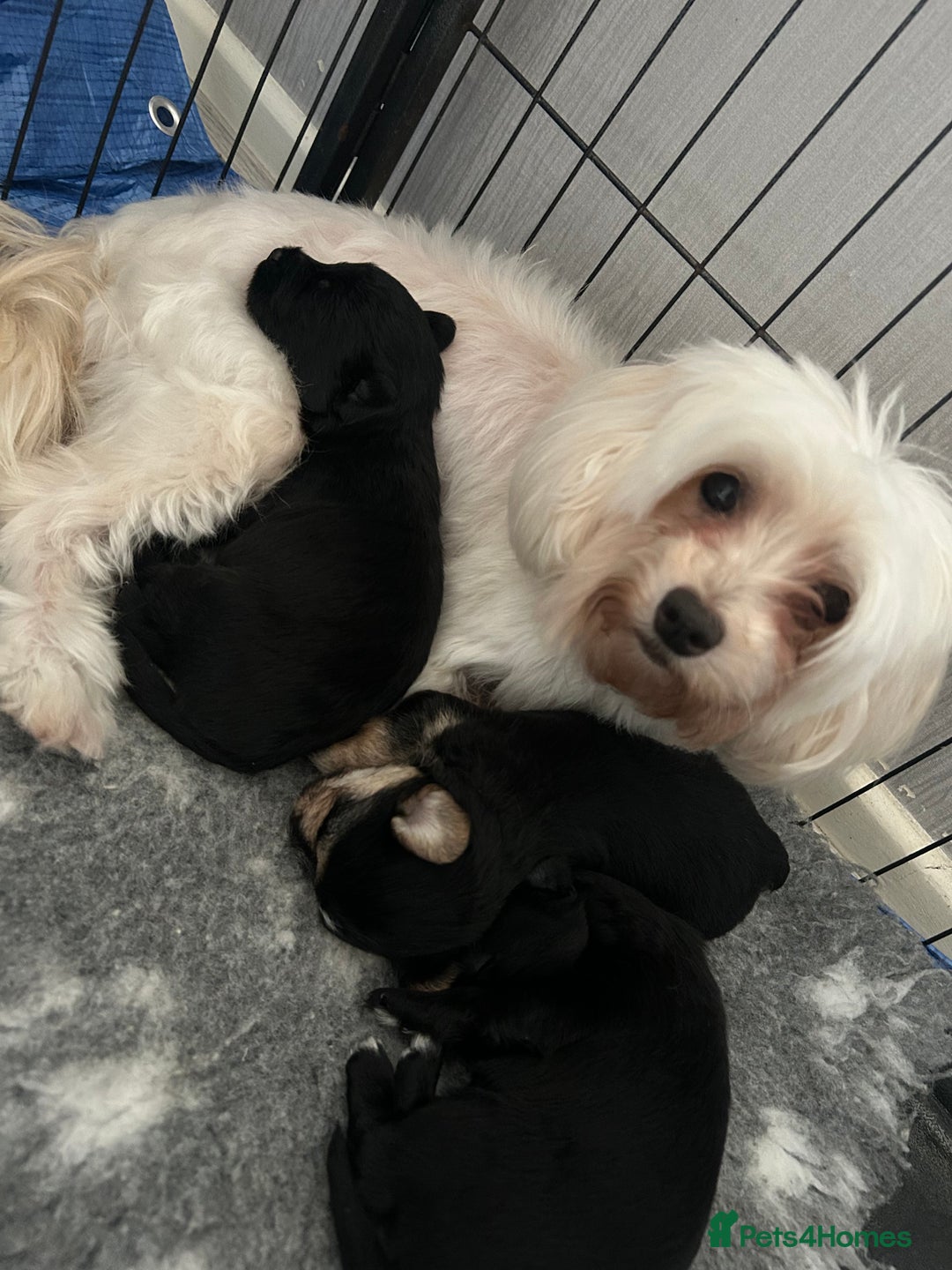 Mixed Breed dogs for sale: Maltipoo X Puppies For Sale 🐶🐾 - Image 16