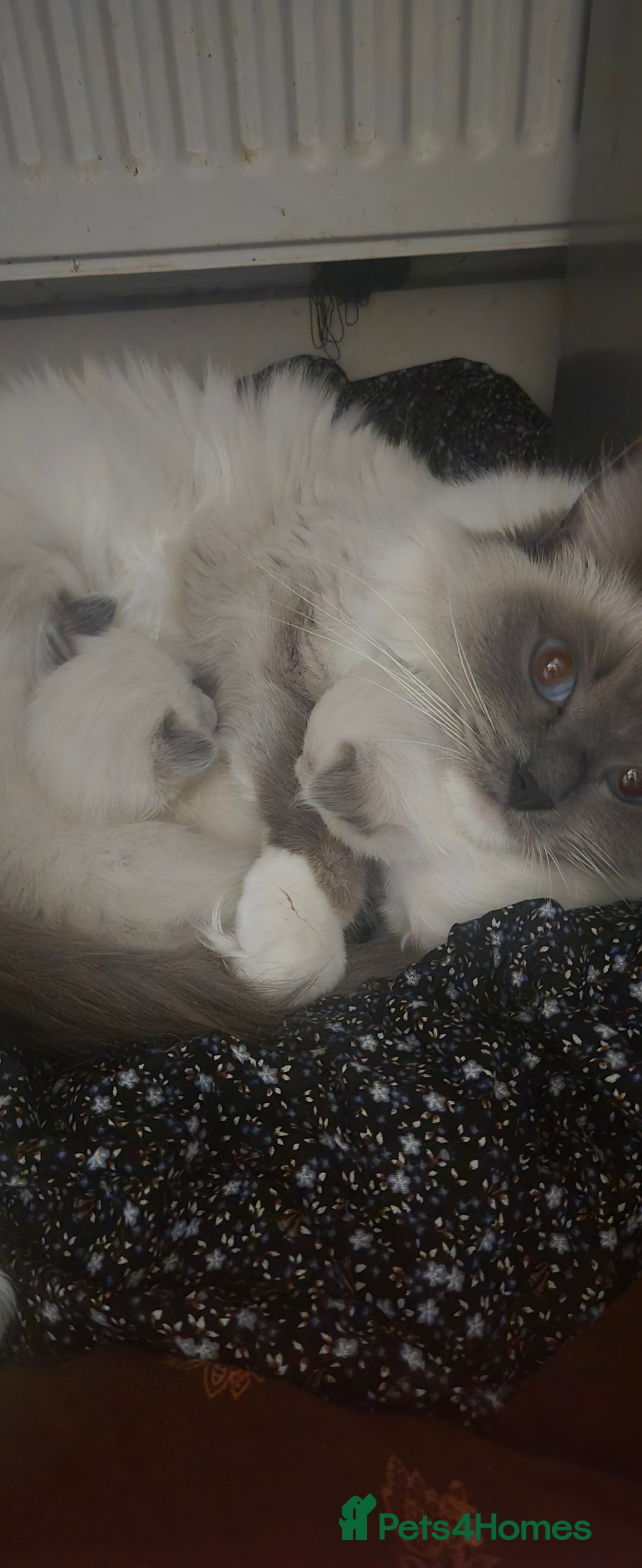 Ragdoll cats for sale: Pedigree Quality Ragdolls. - Advert 9