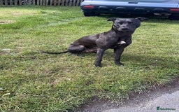 Lurcher dogs for sale: Bull greyhound really good dog - Advert 2