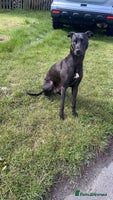 Lurcher dogs Bull greyhound really good dog - Advert 2