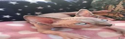 Sphynx cats for sale: Sphynx kittens - Advert 10