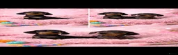 Miniature Dachshund dogs for sale: Miniature dachshund puppies 🐶 READY NOW - Advert 10