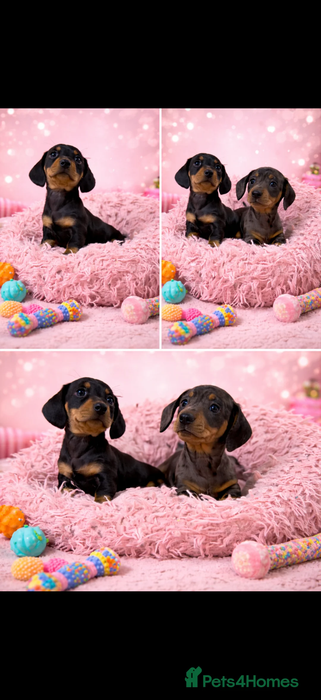 Miniature Dachshund dogs for sale: Miniature dachshund puppies 🐶 READY NOW - Advert 10