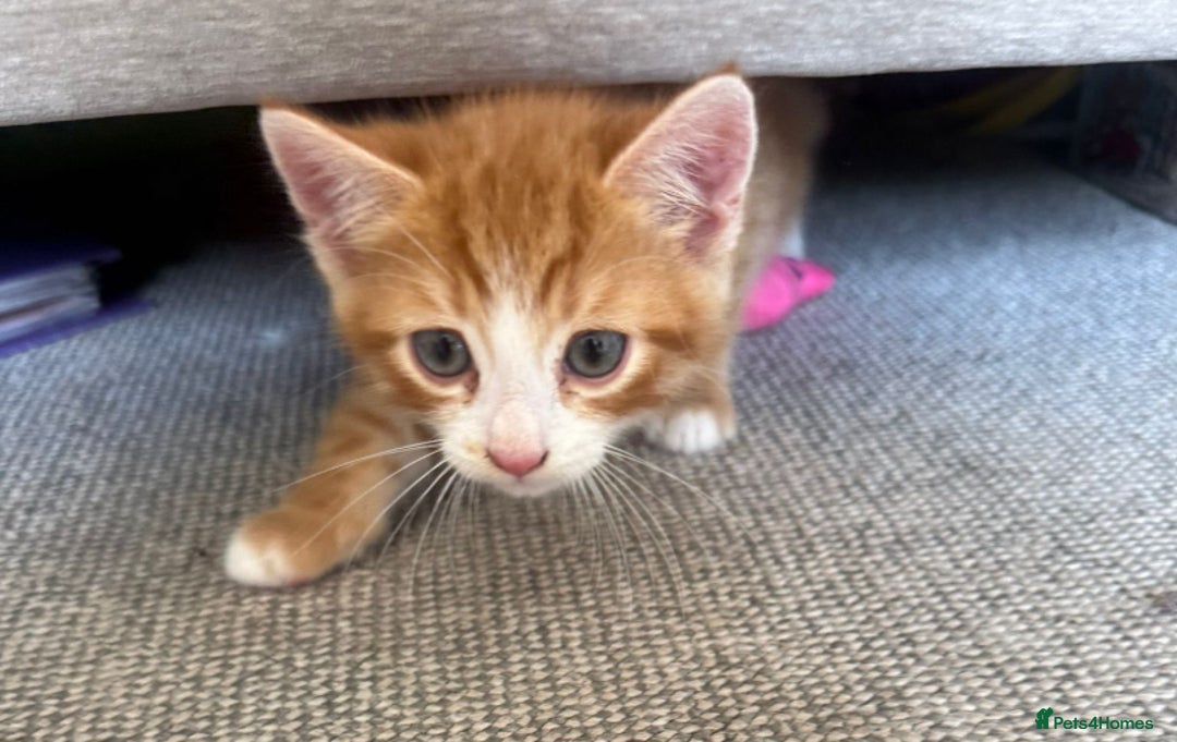 Mixed Breed cats for sale: Beautiful ginger & tabby kittens 🐾 ❤️  - Image 8