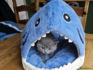 British Shorthair cats - Advert 36