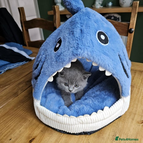 British Shorthair cats - Advert 13