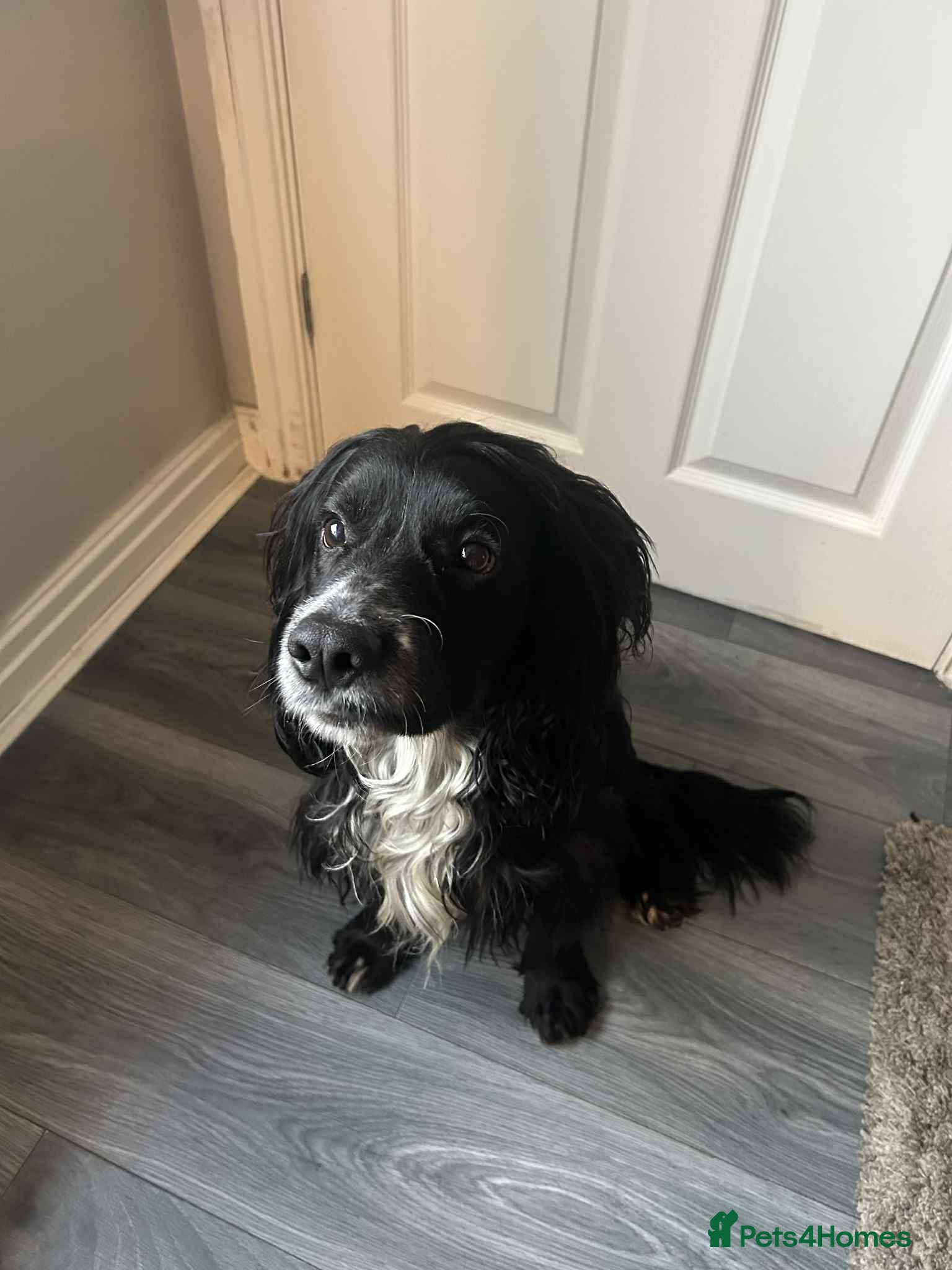 Cocker Spaniel dogs Cocker spaniel  - Advert 1