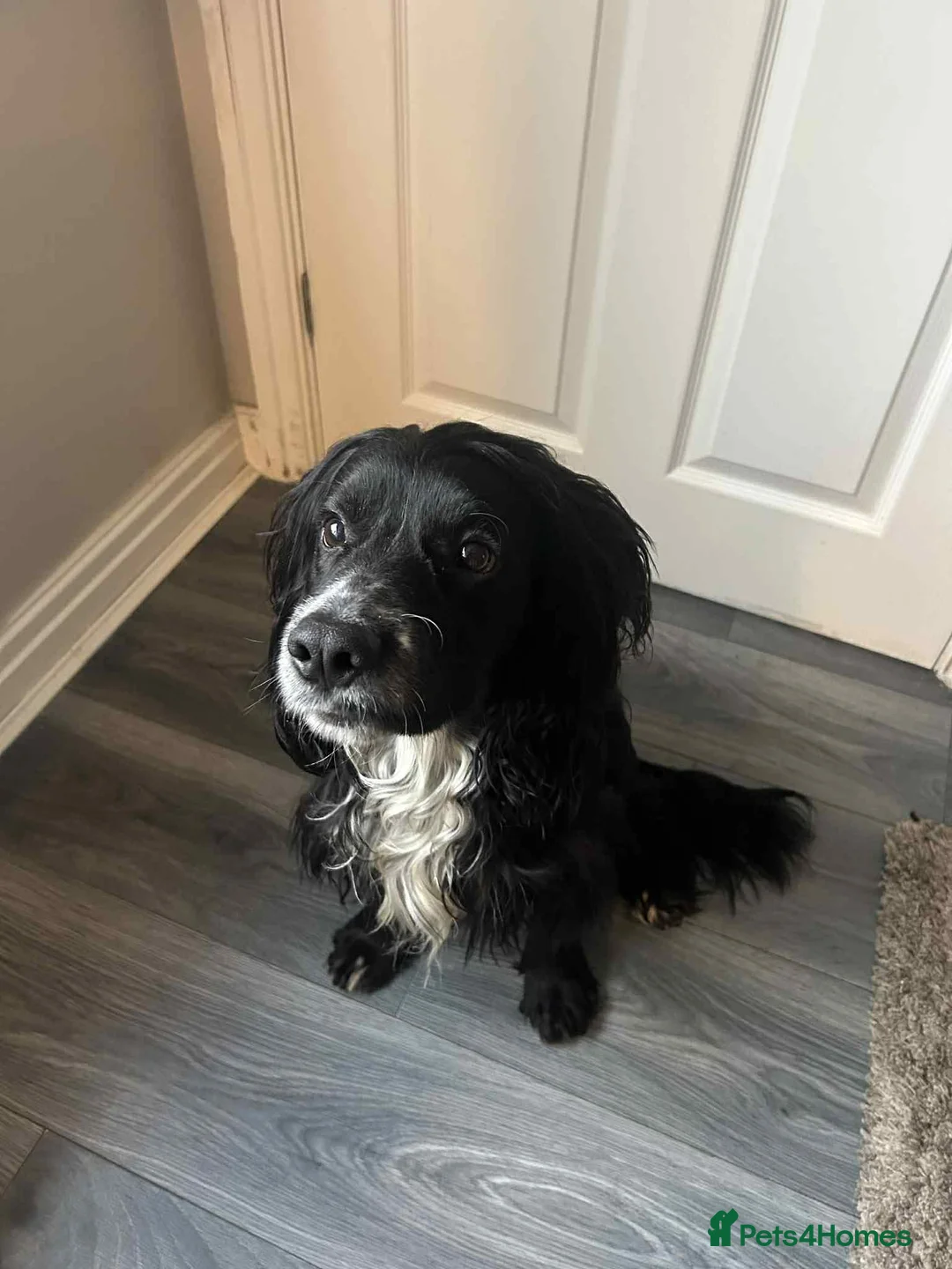 Cocker Spaniel dogs for sale: Cocker spaniel  - Advert 1