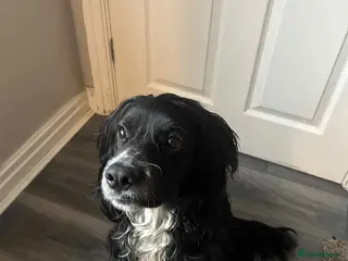 Cocker Spaniel dogs Cocker spaniel - Advert 1