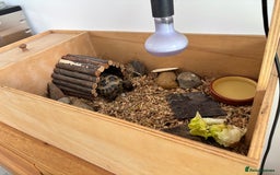 Hermann Tortoise reptiles for sale: Tortoise with table and lamp - Image 2